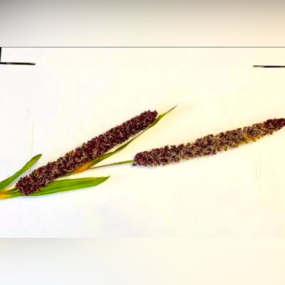 *Burgundy Millet Stem, Bundle of 3 - Picture 1 of 10
